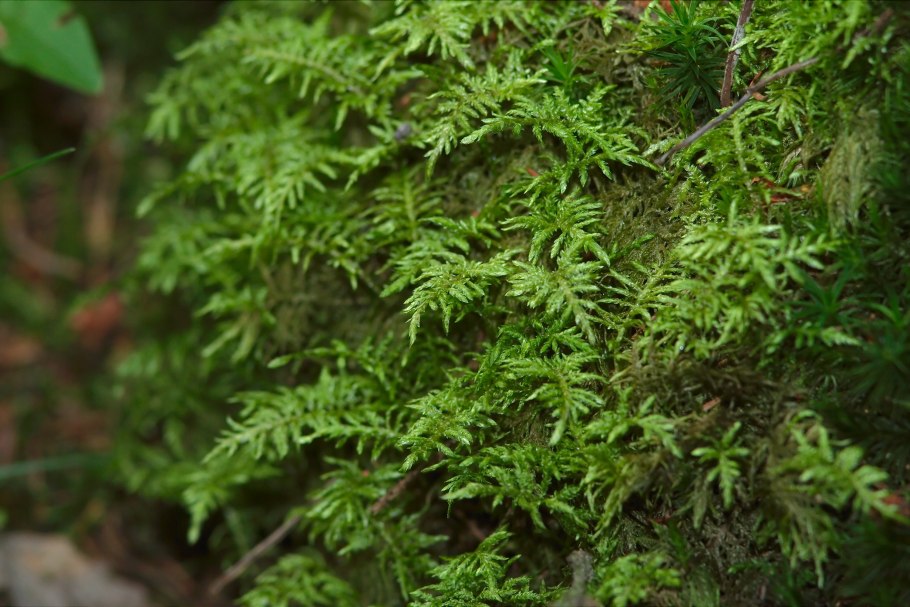 Сфагнум онгстрёма