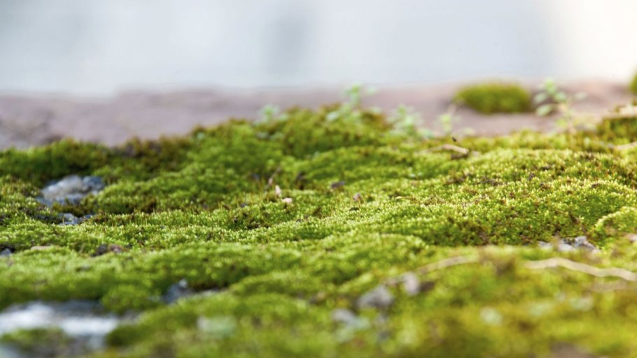 Лишайник исландский мох