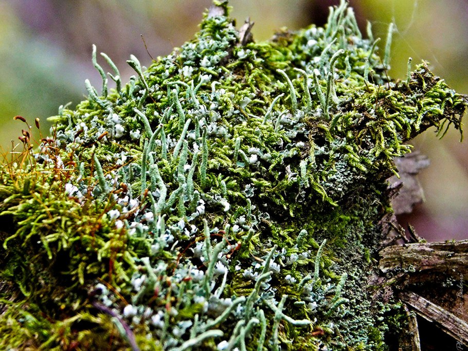 Сфагнум и ягель