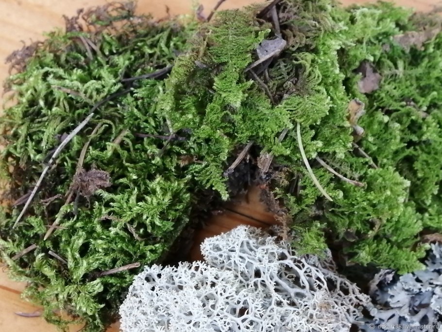 Ягель мастер