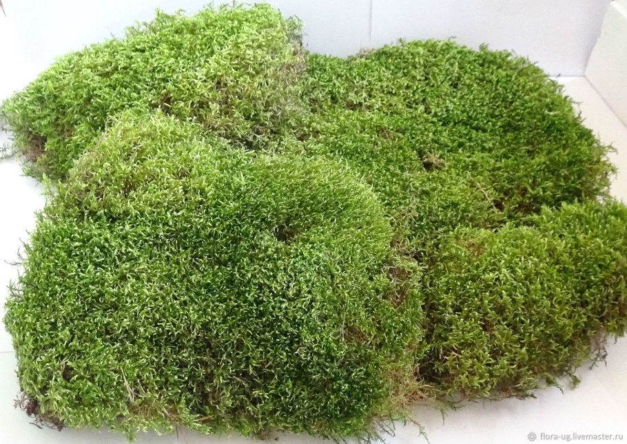 Сфагнум плосколистный