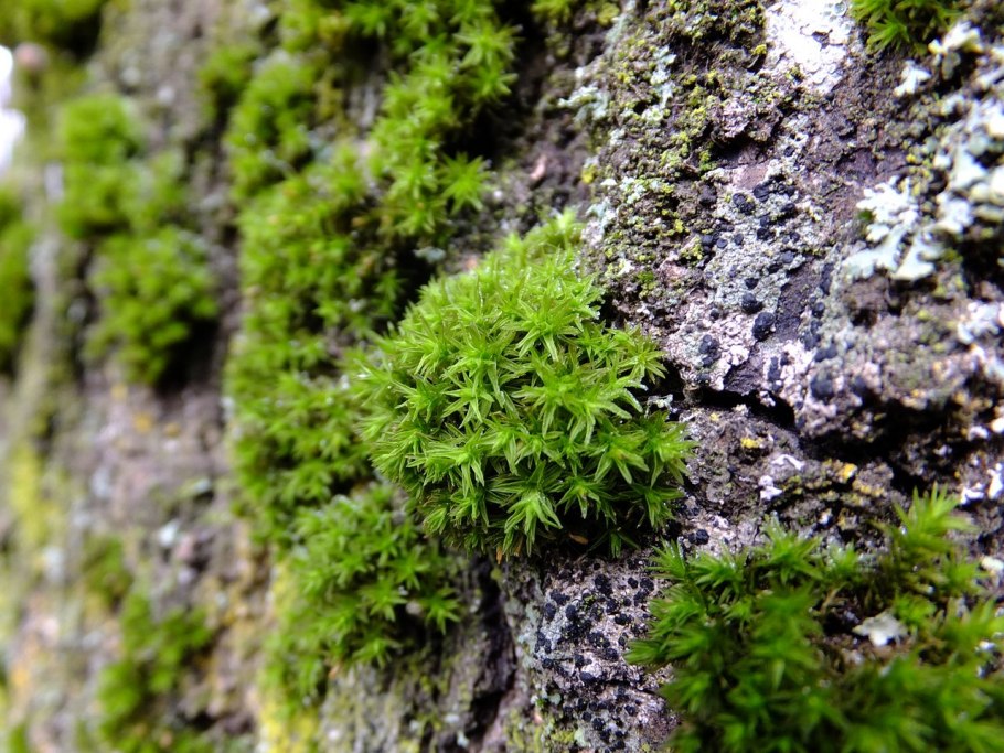 Таниунг мох