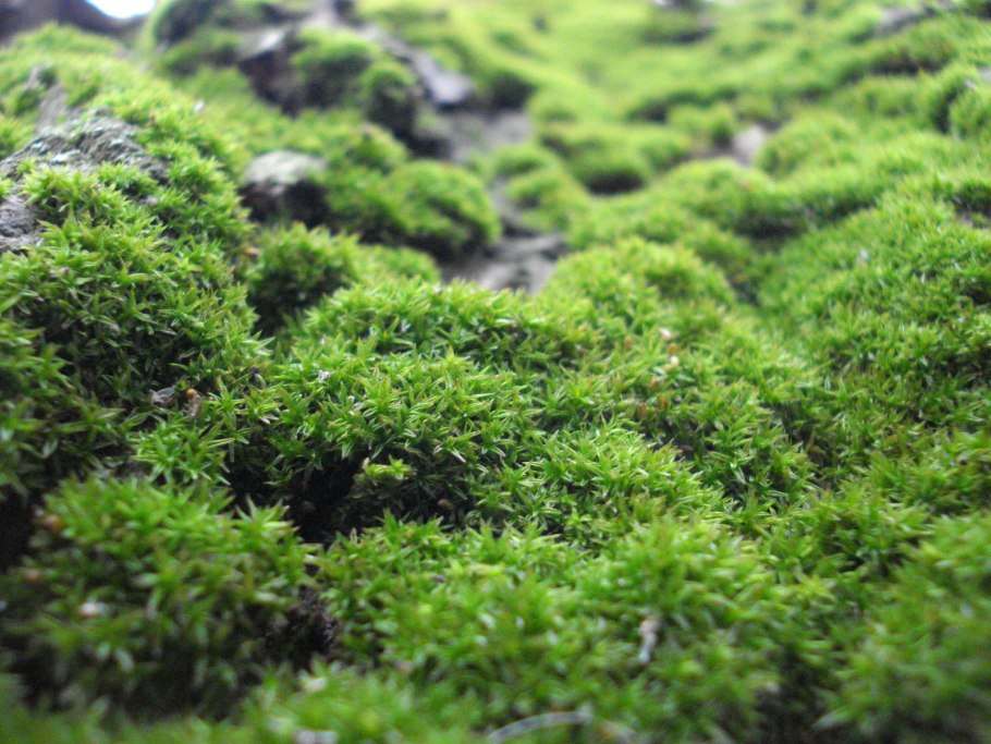 Варигатер Мосс Грин