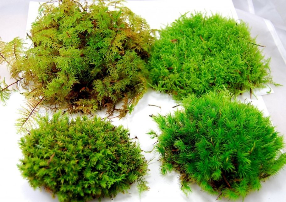 Сфагнум онгстрёма