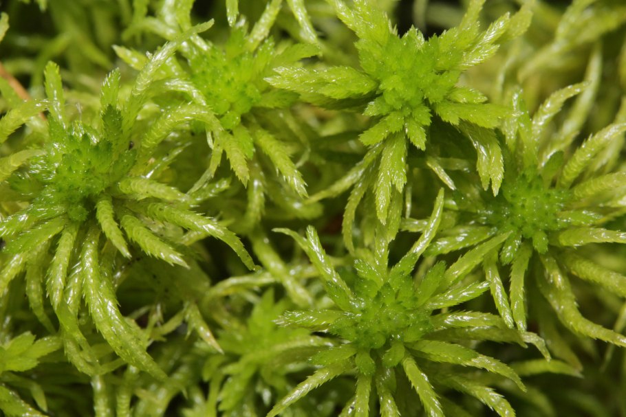 Мох сфагнум растение