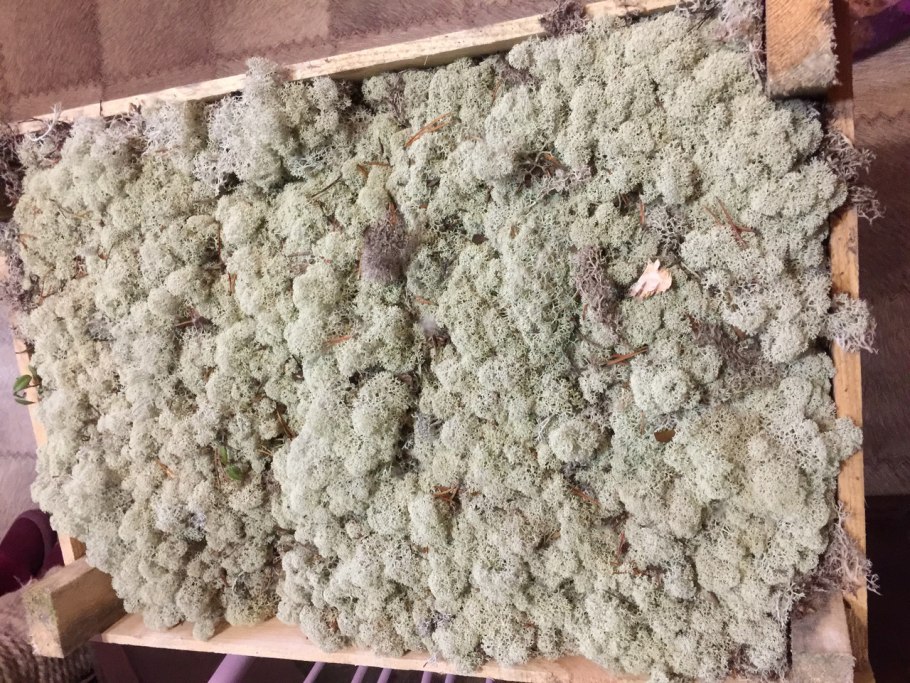 Сфагнум болотный