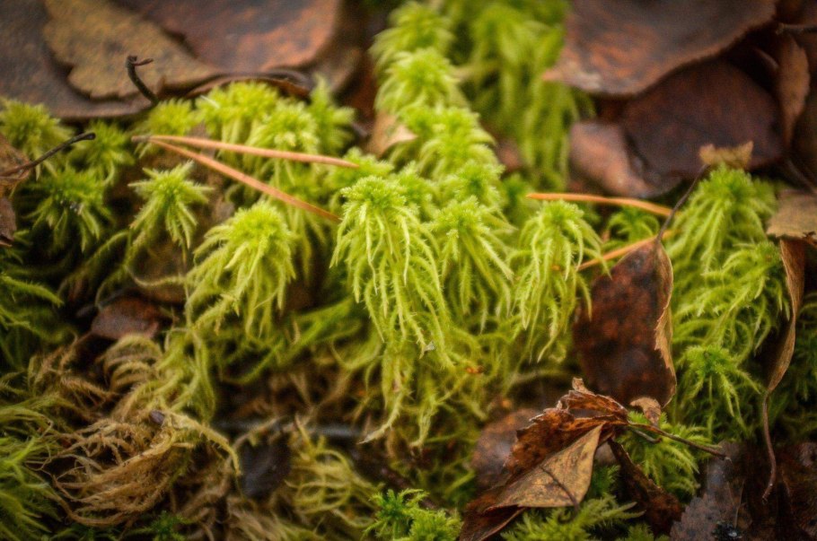 Сфагнум бурый