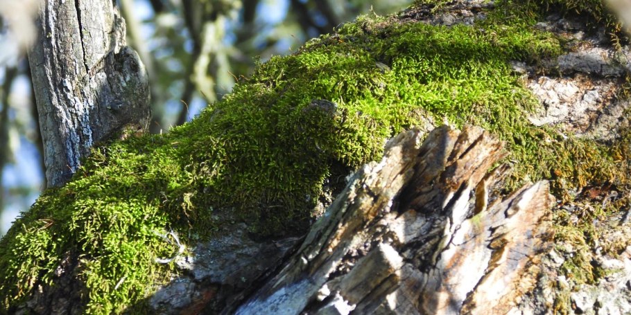 Зевыкинский мох