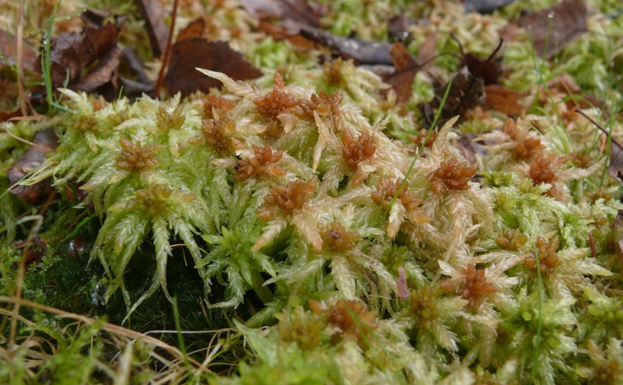 Плауны мхи лишайники водоросли