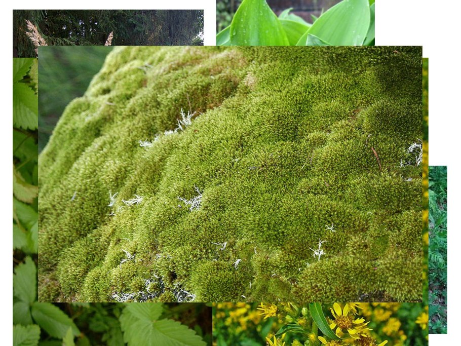 Мох ягель живой