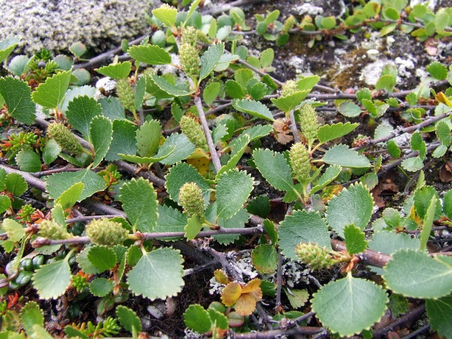Берёза Betula Nana