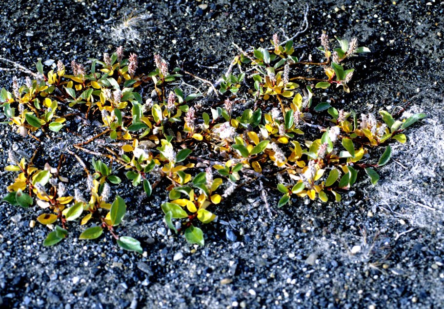 Ива Арктическая Salix Arctica