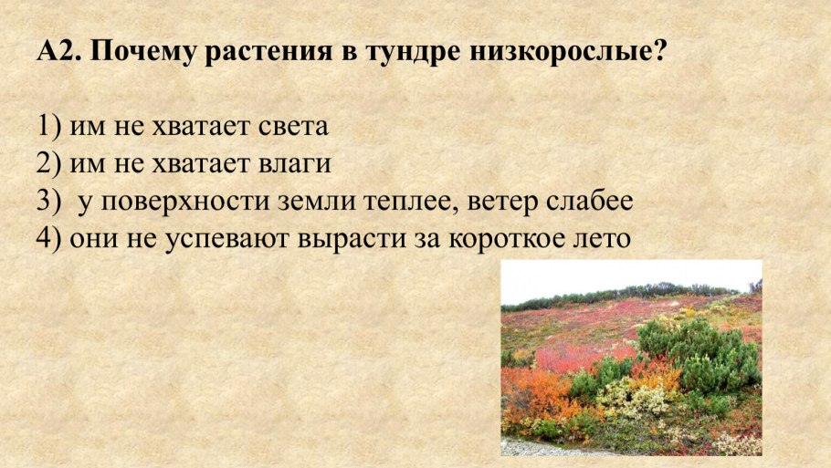 Полярная Ива в тундре