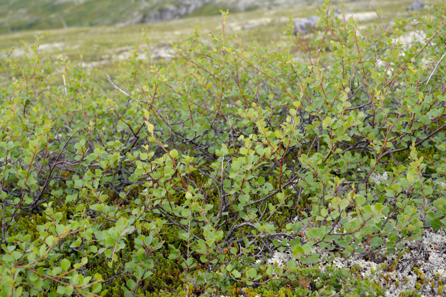 Береза карликовая Betula Nana