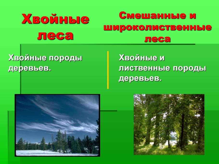 Мелколиственные леса растительность