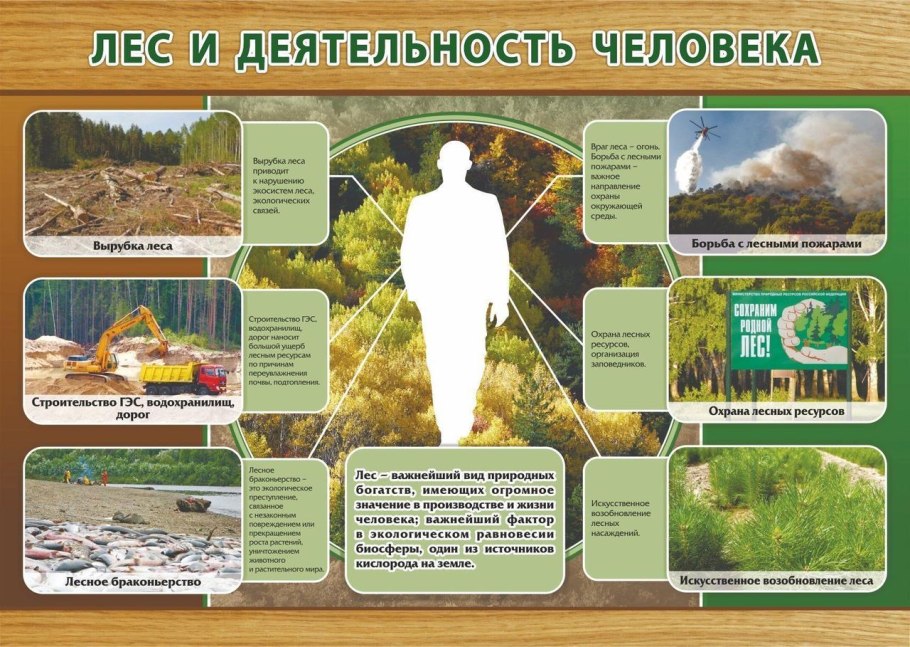 Широколиственный лес климат
