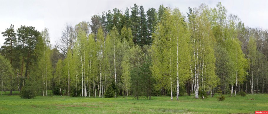 Хво но широколиственный лес
