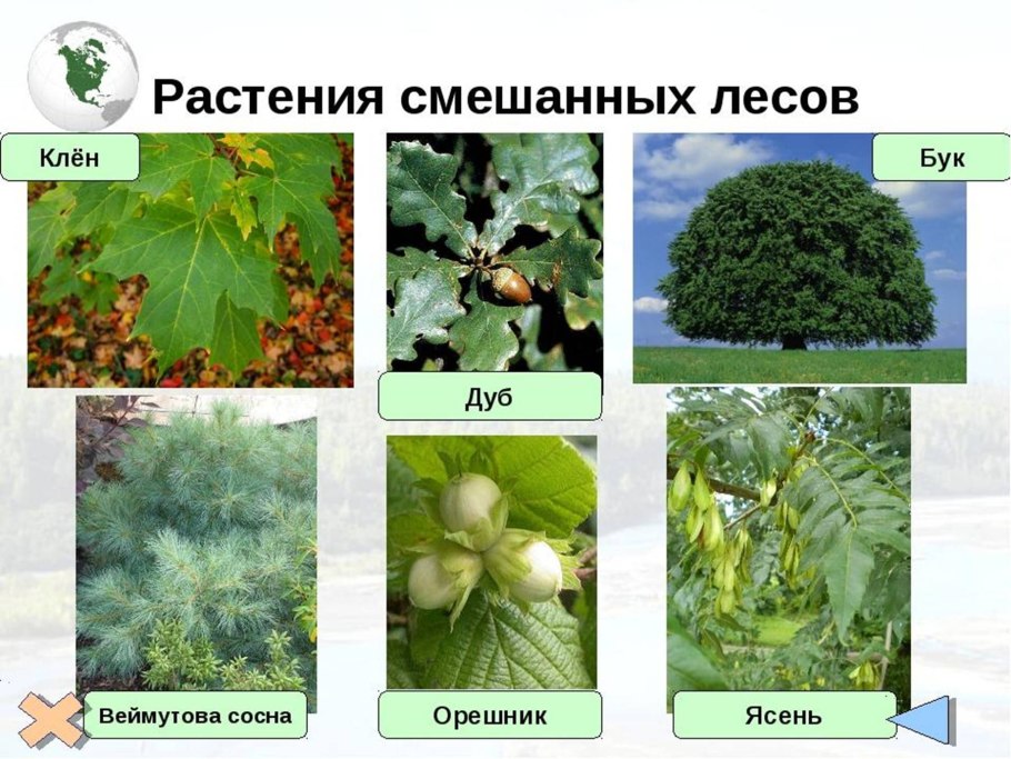 Западно-Сибирский смешанный лес