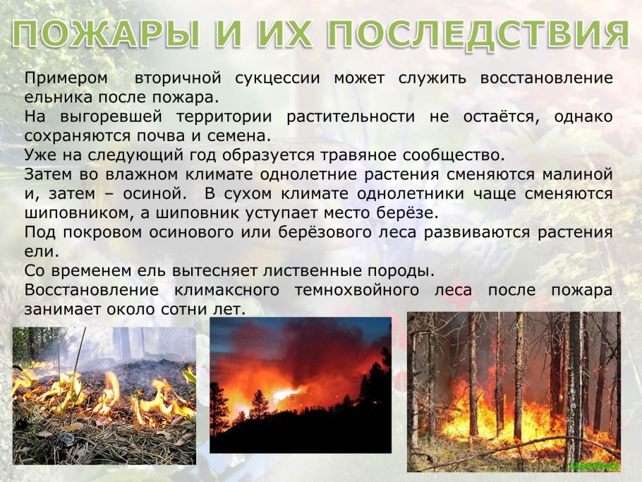 Таблица смешанных и широколиственных лесов
