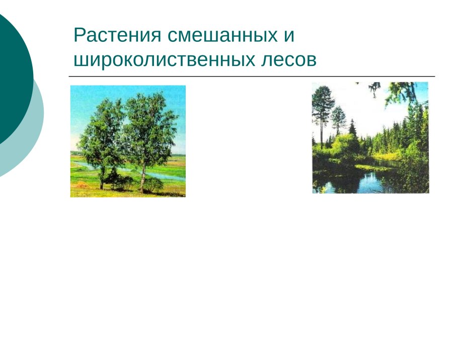 Кедровая Падь хвойные широколиственные леса
