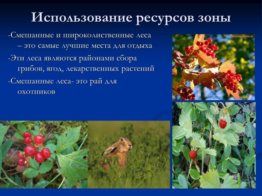 Чувашия национальный парк сосны