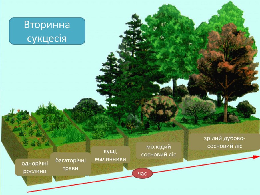 Смешанные и широколиственные леса ГП