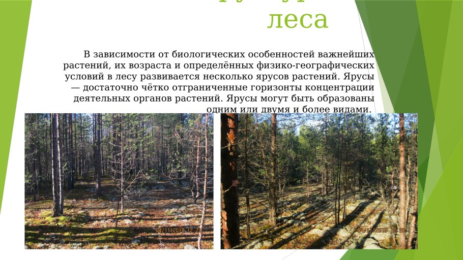 Сукцессия леса после пожара
