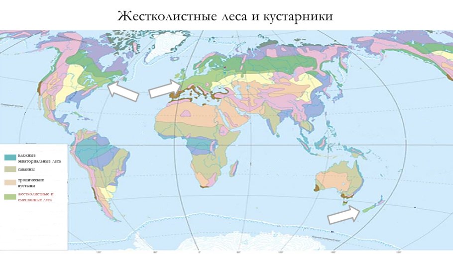Влажные экваториальные леса на карте мира