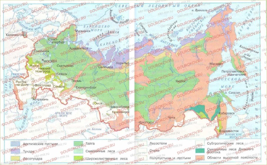 Растения смешанных и широколиственных лесов