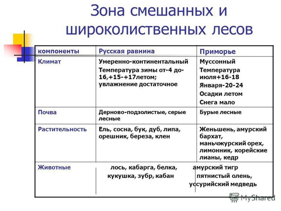Хвойно-широколиственный лес