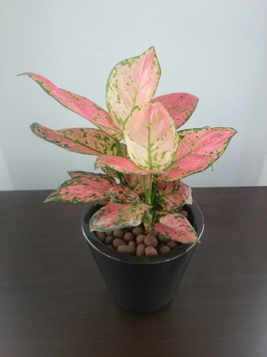 Аглаонема Пинк Aglaonema Pink