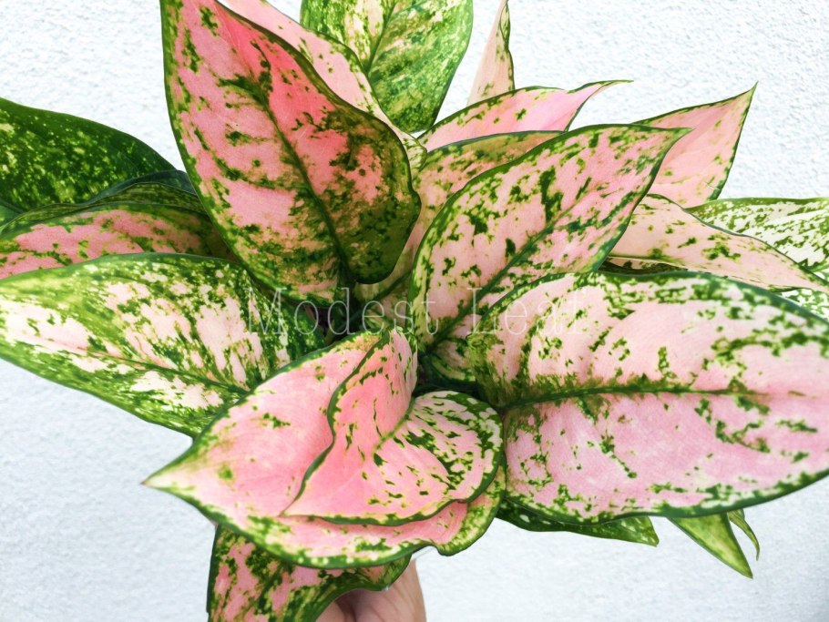 Аглаонема Грин Еллоу