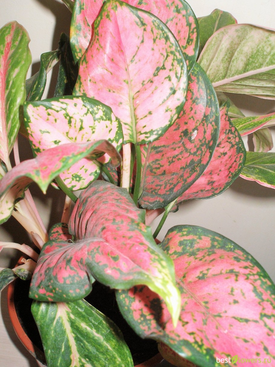 Аглаонема спринг Рэд