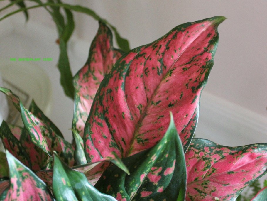 Аглаонема Блэк Бьюти