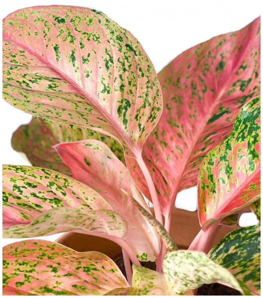 Аглаонема Bangkok Dream