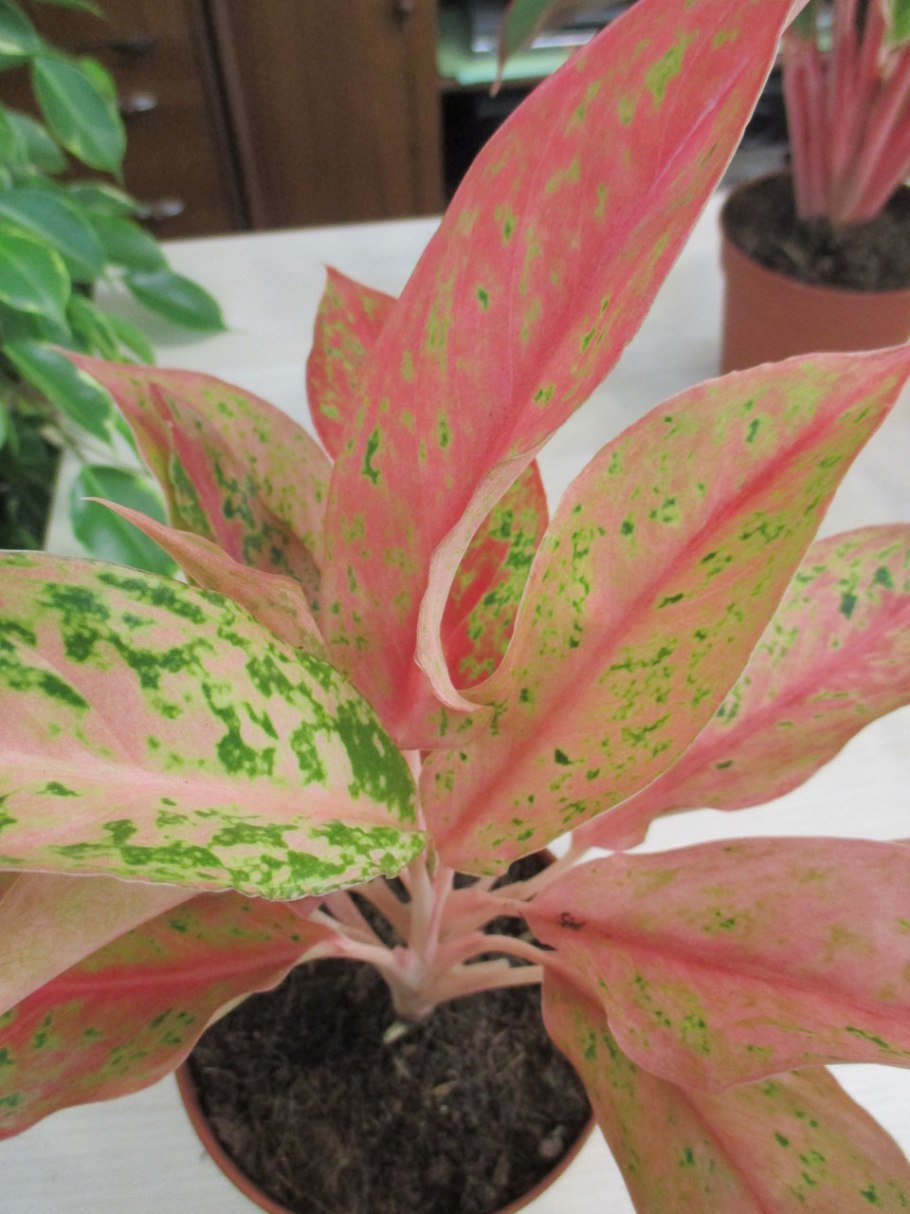 Аглаонема Aglaonema Benjarong