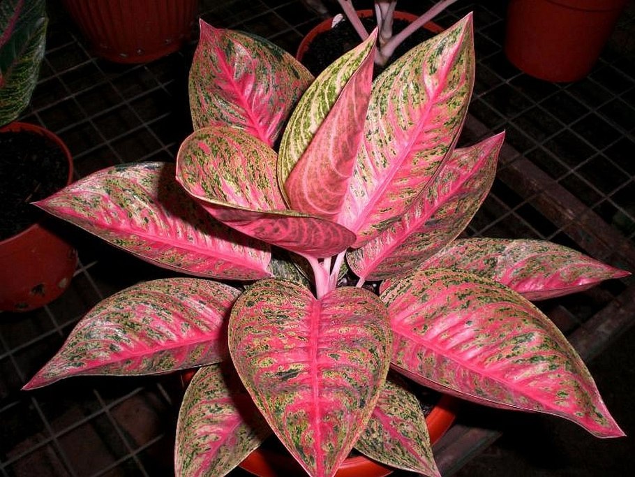 Аглаонема Anyamanee