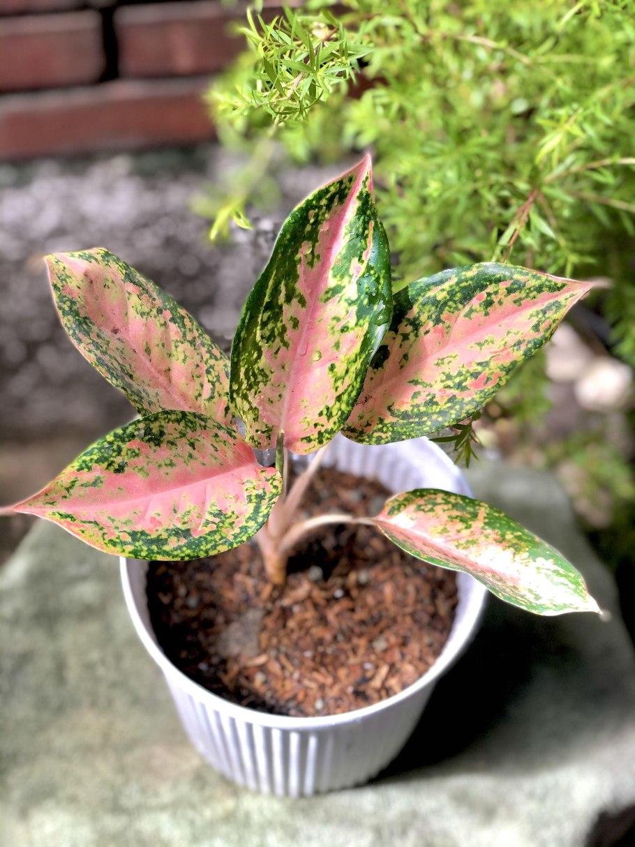 Аглаонема Эвергрин