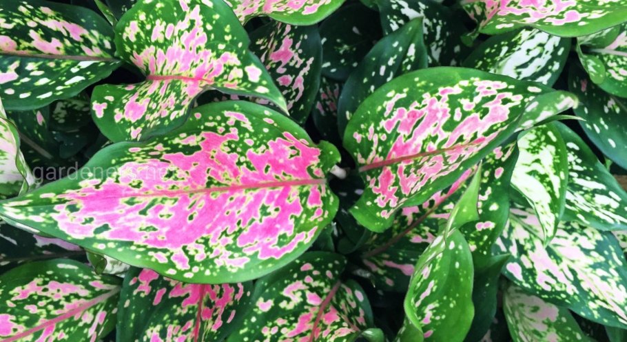 Аглаша фото