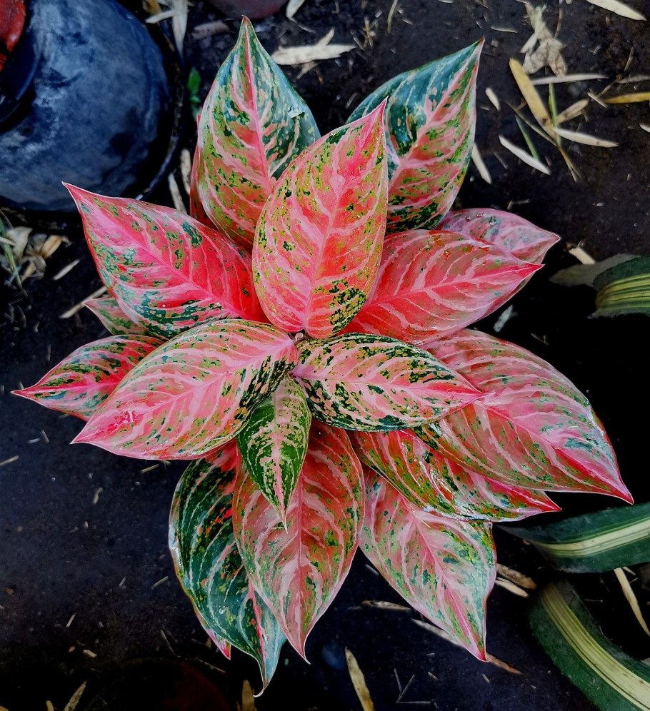 Аглаонема Просперити