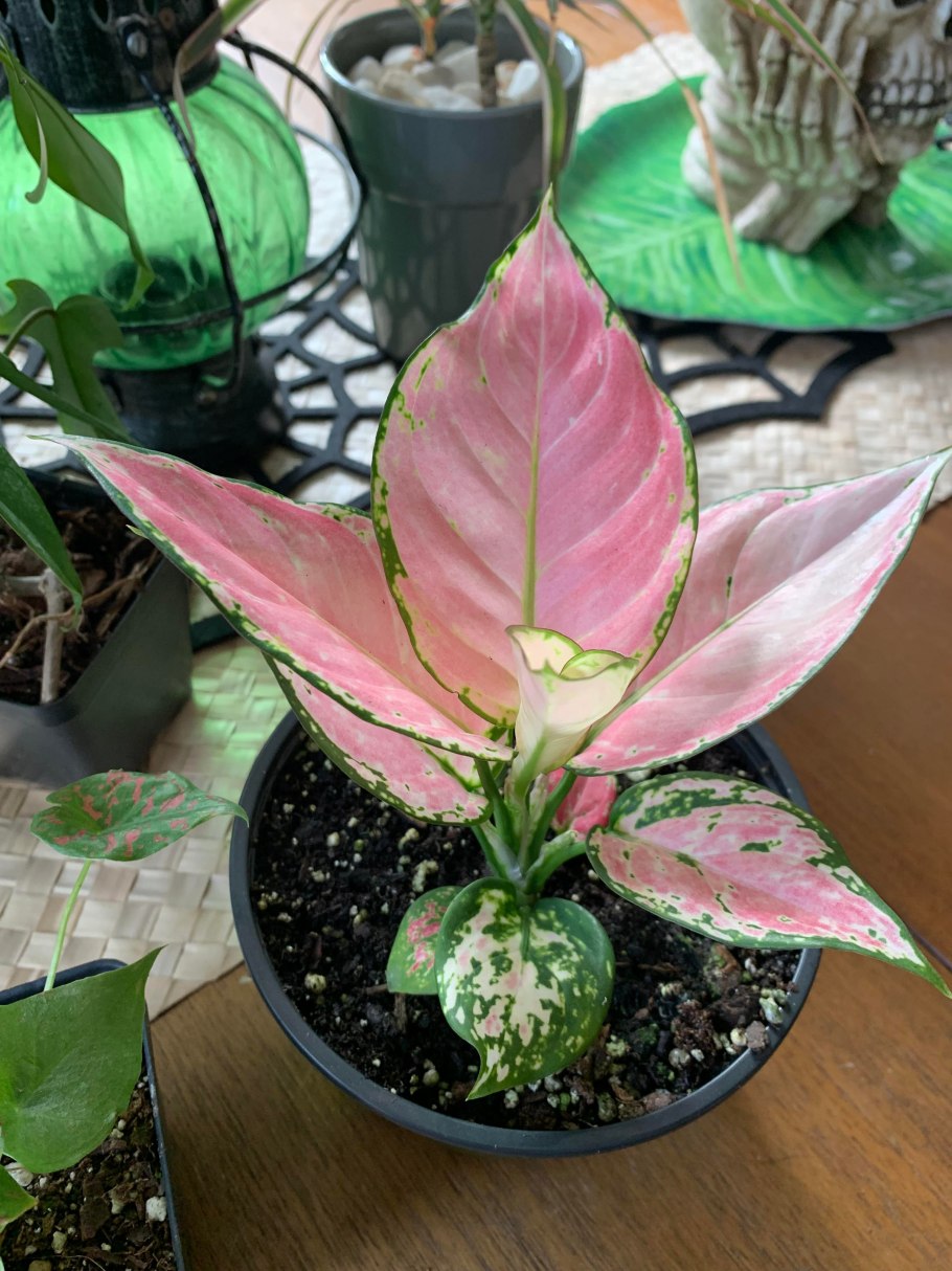 Аглаонема Ароидные