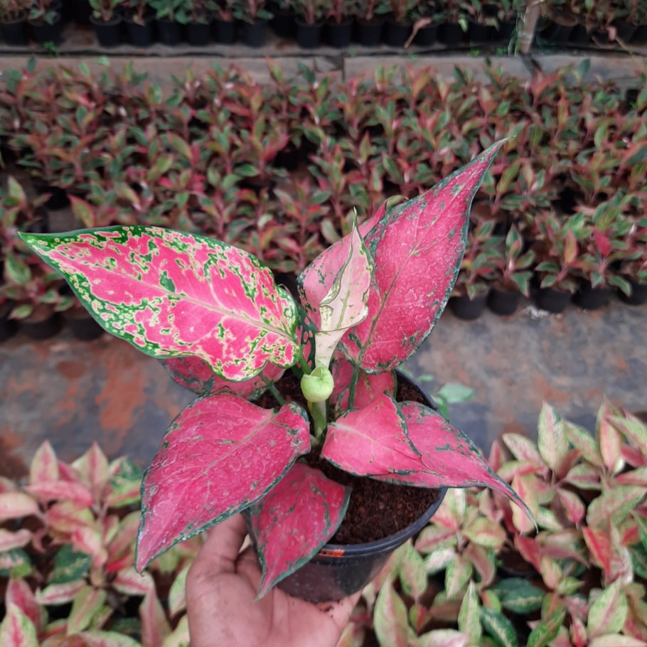 Аглаонема Pink