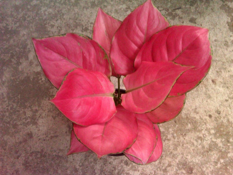 Аглаонема Биркин