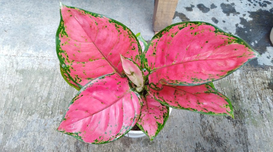 Аглаонема Сиам