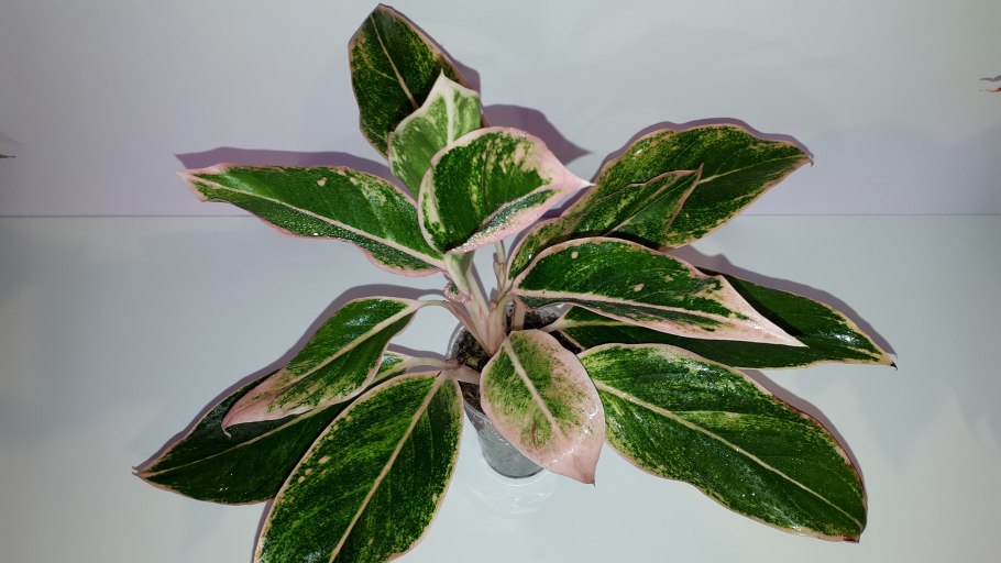 Аглаонема ред Грин