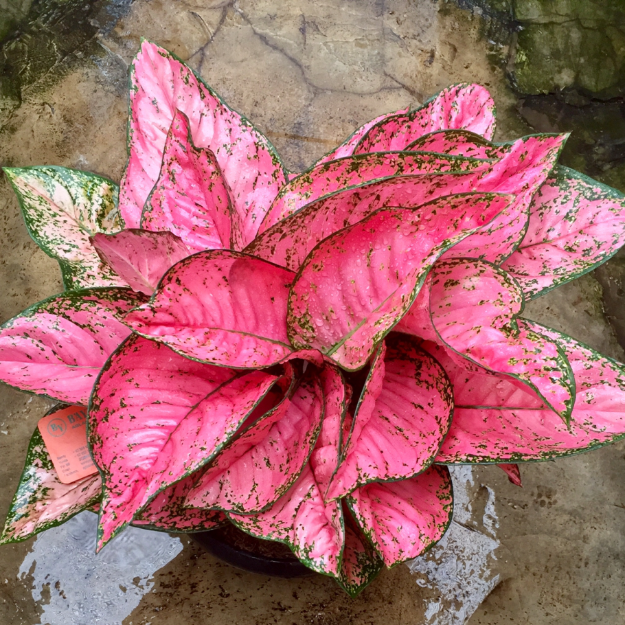 Аглаонема циркон