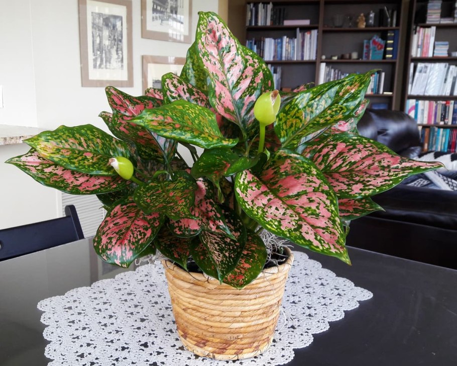 Аглаонема Престиж