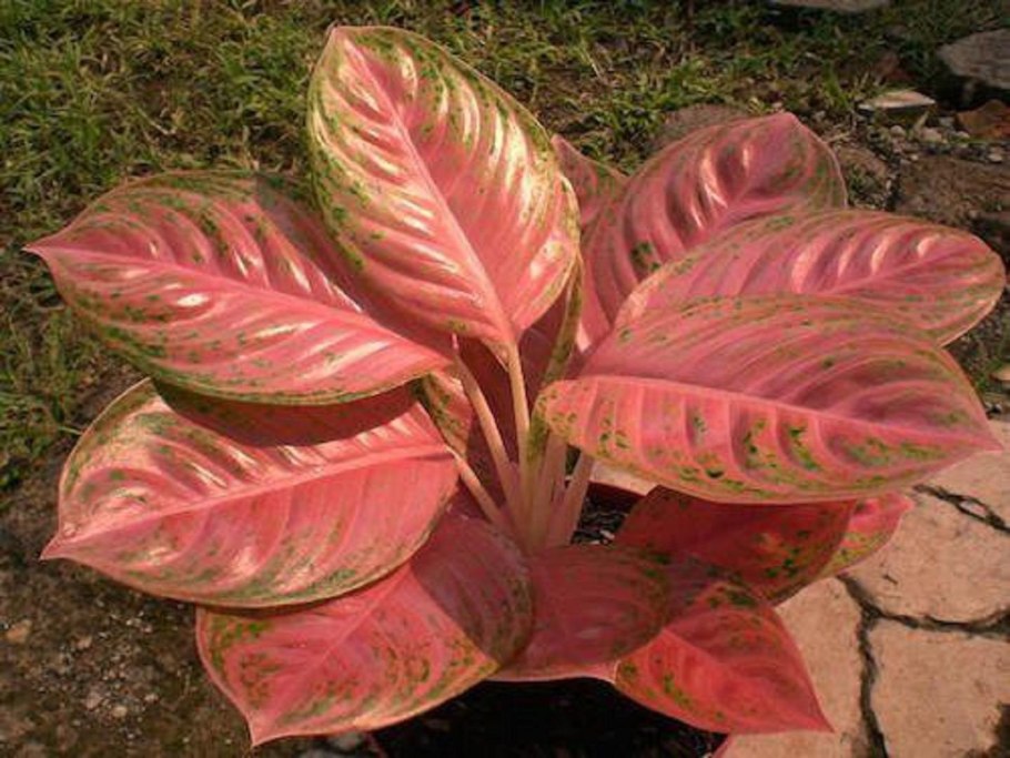 Аглаонема Суан Луанг супреме