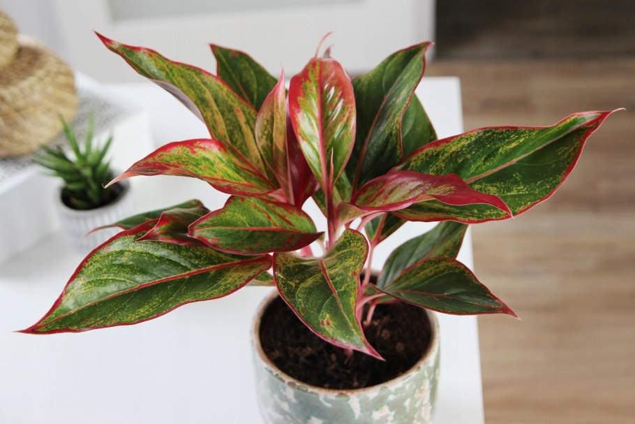 Аглаонема Пинк Aglaonema Pink