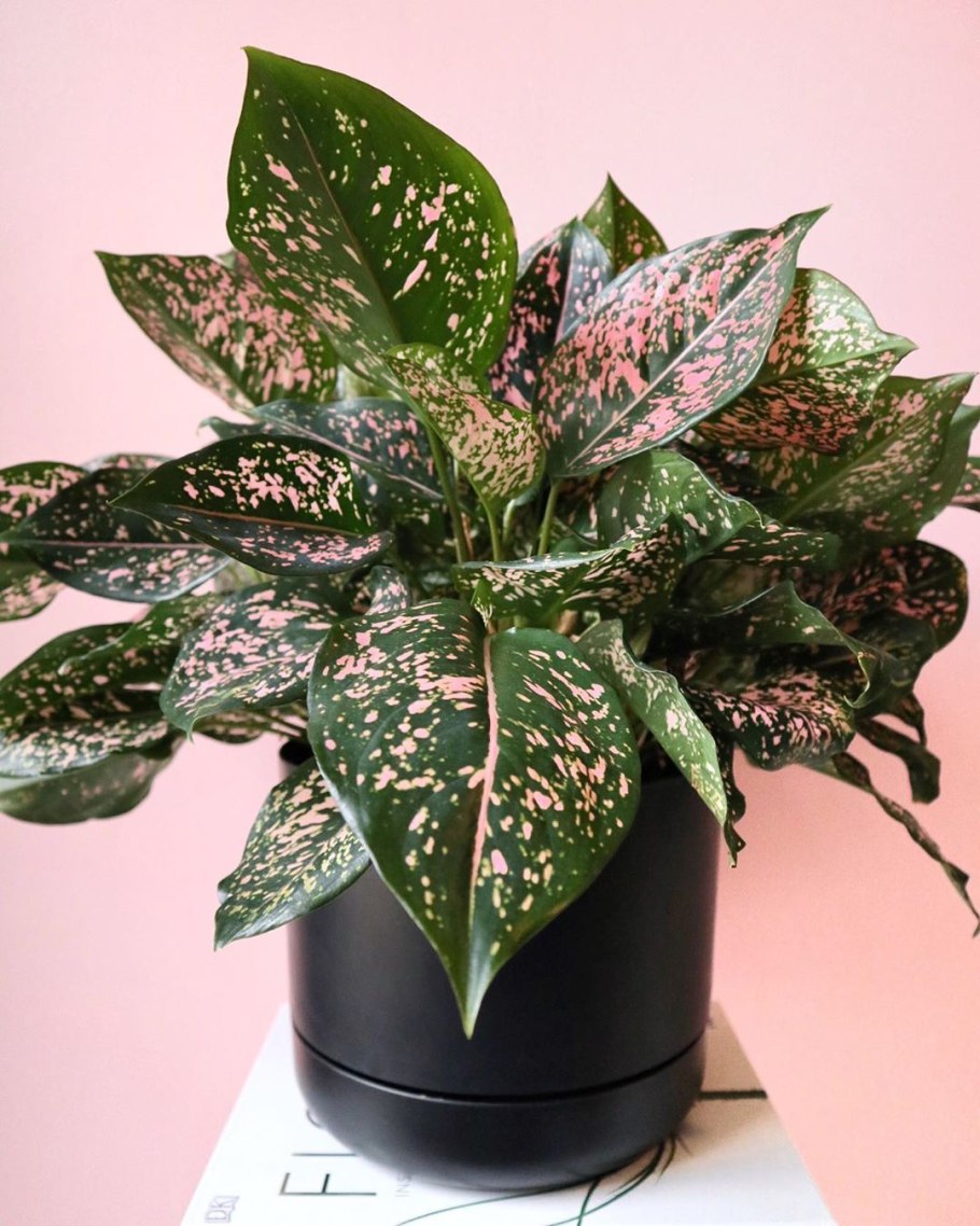 Аглаонема вариегатная